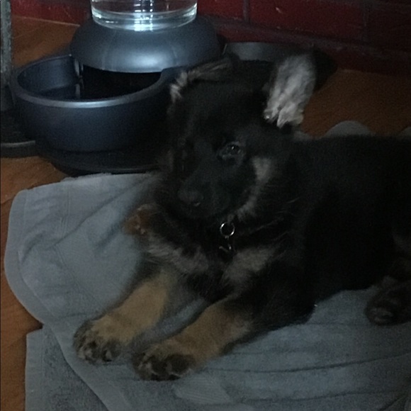 Meet your Posher, Leslie - Picture 1 of 1